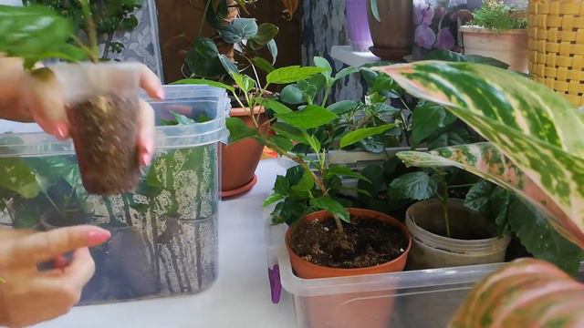 мои новинки, черенки гибискуса растут🌷🌷🌷. смотреть онлайн