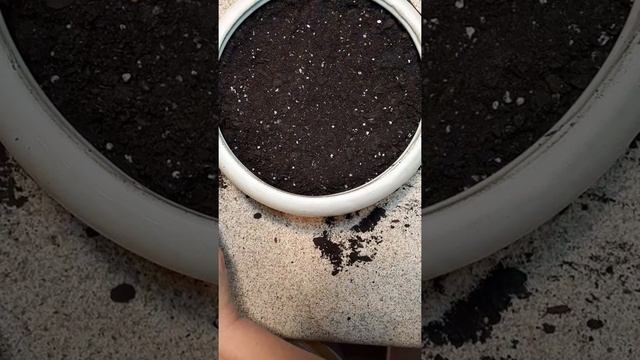 Planting My Pachyphytum Hookeri Succulent смотреть онлайн