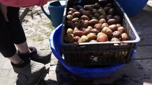 Обработка картофеля перед посадкой