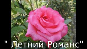 РОЗЫ в Подмосковье/БЕЗ УКРЫТИЯ/НЕ БОЛЕЮТ/сад ЕЛЕНЫ