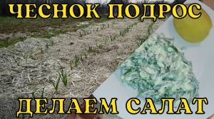 Чеснок подрастает  Делаем салат из первой зелени - из лука Суворова.