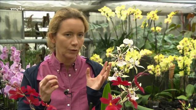 Diese Orchideen brauchen wenig Pflege | MDR Garten смотреть онлайн