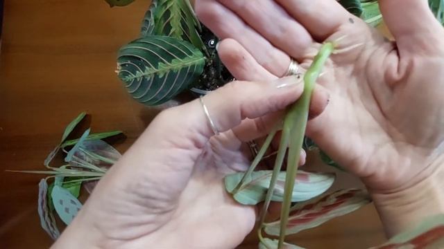 Maranta/Маранта. Размножение. Пышный кустик красивее ))) смотреть онлайн