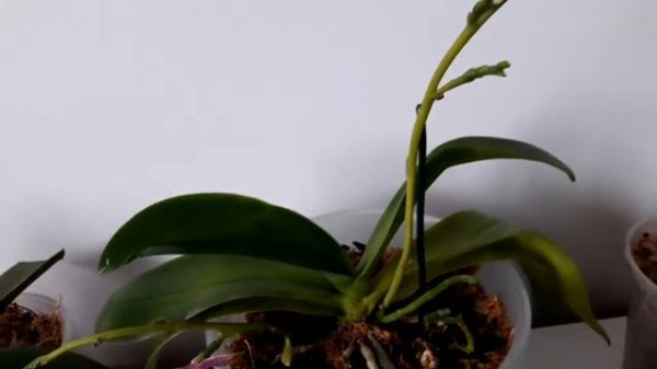 Phalaenopsis lueddemanniana