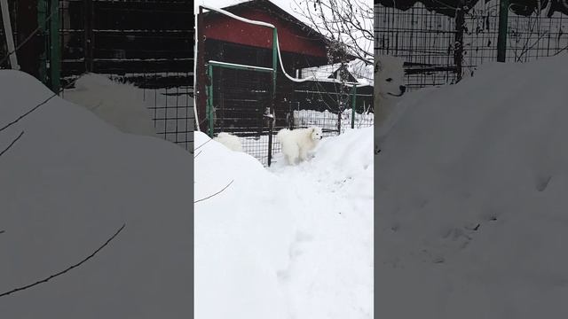 Щенки самоеда 4 месяца. доступны смотреть онлайн