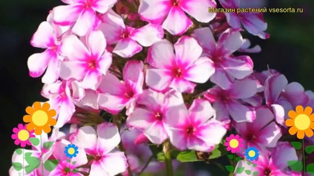 Флокс метельчатый Неон Флэер. Краткий обзор, описание характеристик phlox paniculata Neon Flair смотреть онлайн