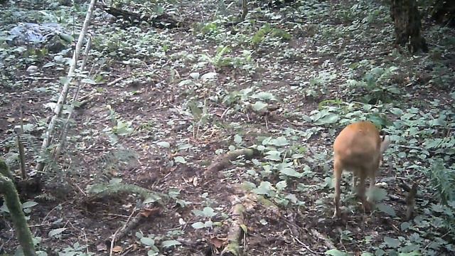 самец косули на кормовой площадке смотреть онлайн