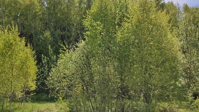 КП "Eli" д. Елизарово смотреть онлайн