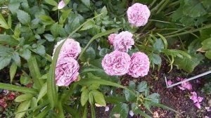 Розы 30 июля.Веточка Озеаны(Ozeana)