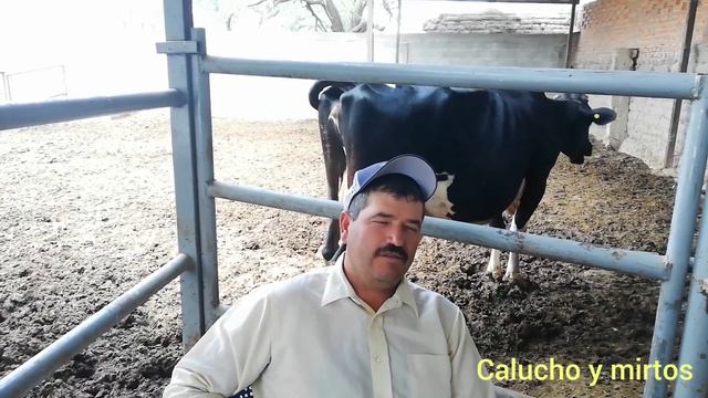 Vacas lecheras: ¿a que precio compran la leche? 10 preguntas sobre vacas lecheras смотреть онлайн