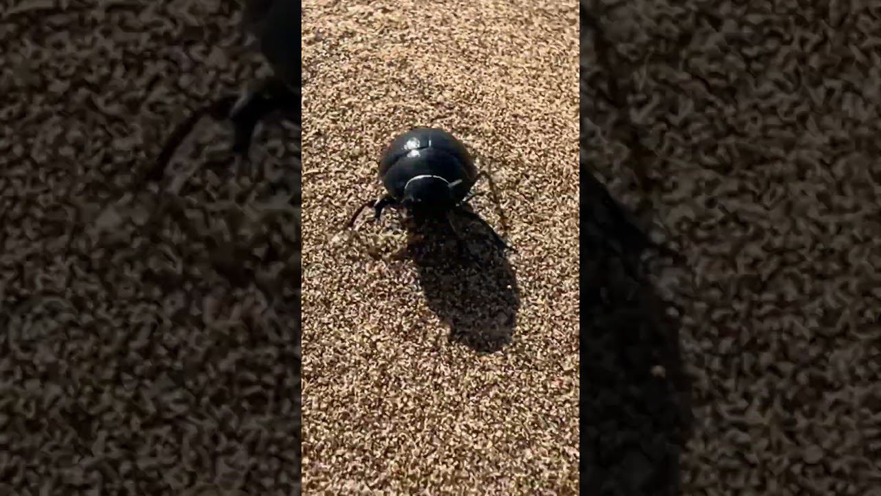 Скарабей в пустыне смотреть онлайн