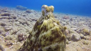 §16 "Движение", Биология 6 класс, Сивоглазов