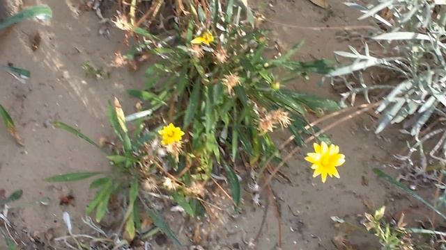 Gazania rigens смотреть онлайн