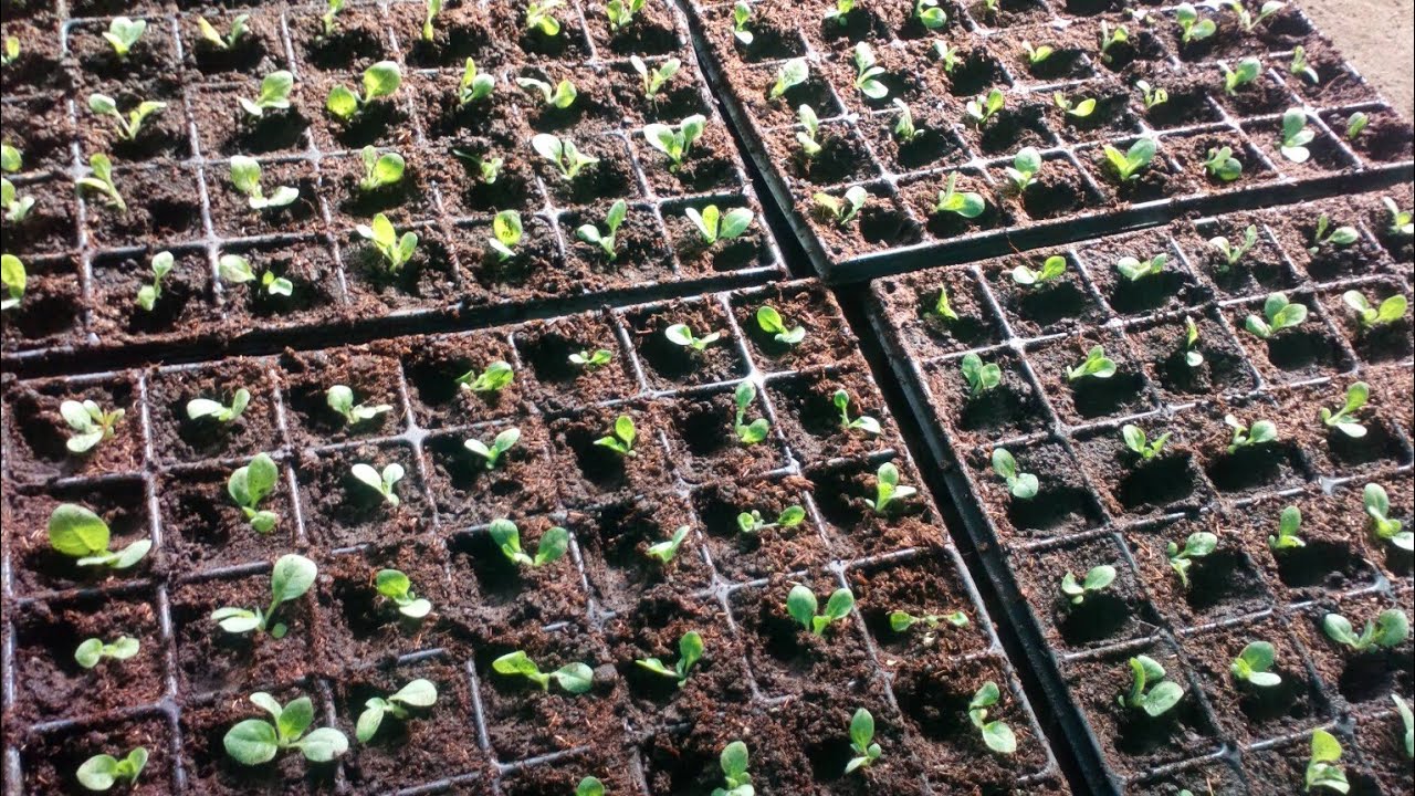 Пикировка рассады табака. смотреть онлайн