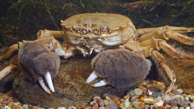 8 Самых ОПАСНЫХ Крабов в МИРЕ