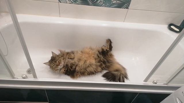 Застукал кошку в душе смотреть онлайн