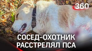 Охотник застрелил алабая на глазах у хозяйки под Каширой. Жестокое убийство или самооборона?