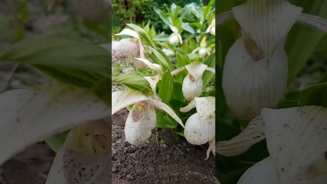 Венерин башмачок сорта Плуто. Cypripedium Plyto смотреть онлайн