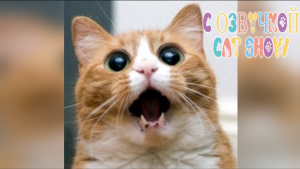 САМЫЕ СМЕШНЫЕ ЖИВОТНЫЕ ПРИКОЛЫ С КОТАМИ И СОБАКАМИ 2024 Смешная Озвучка коты собаки