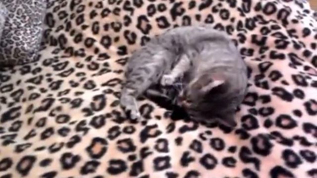 Кошка гоняется за хвостом (cat chasing her tail) смотреть онлайн