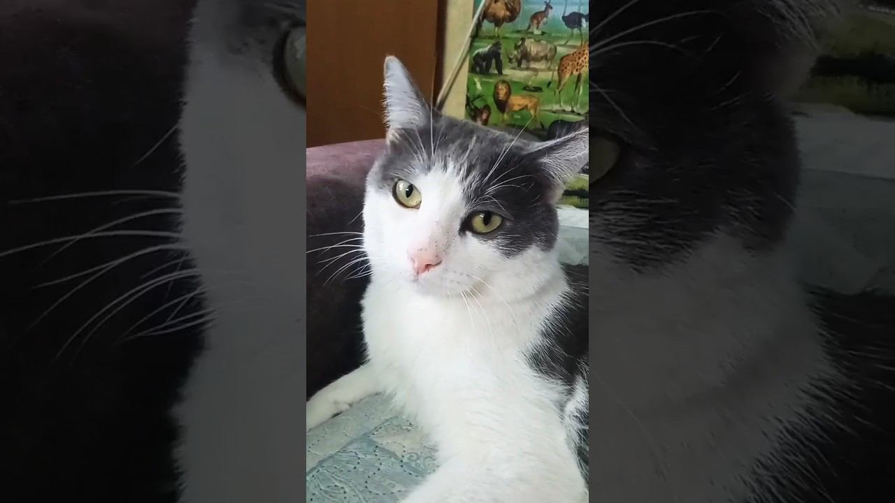 Ты моя луна, ты моё солнце. #добро #любовь #кот #мурзик #осень #питомец #спасение #лайк смотреть онлайн