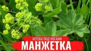 МАНЖЕТКА /О правилах сбора, нюансах заготовки и приготовлении полезных настоев/ Аптека под ногами