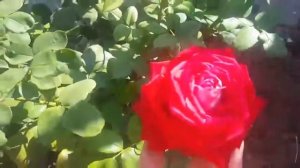 Роза Люксор.