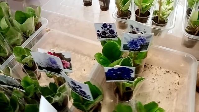 Выставка. Часть 2. 19 сентября. Краснодар. ДК железнодорожников. смотреть онлайн