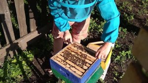 Альпийский улей в работе!