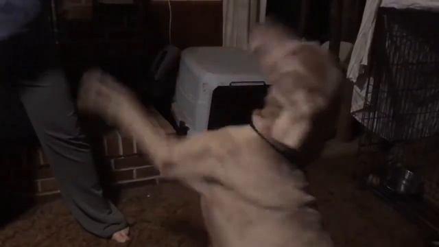 Gerry the Weimaraner knows several commands смотреть онлайн