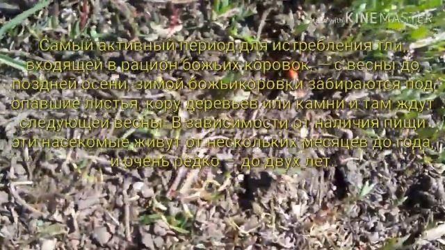 Всё о божьих коровках |что едят?опасны они? смотреть онлайн