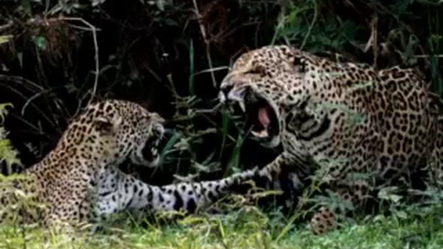 Аппетит у нас кошачий смотреть онлайн