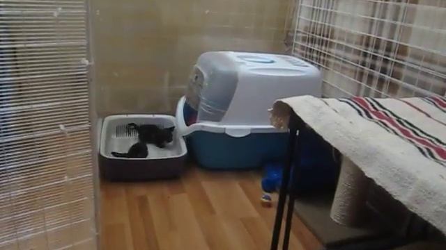 Безопасные вольеры для котят смотреть онлайн