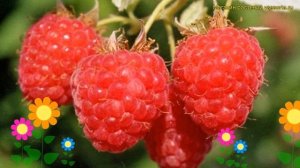 Малина обыкновенная Крепыш. Краткий обзор, описание характеристик, где купить саженцы rubus daes