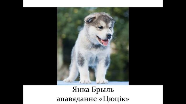 Янка Брыль "Цюцік" смотреть онлайн