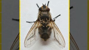 а муха тоже вертолёт. (полная песня)