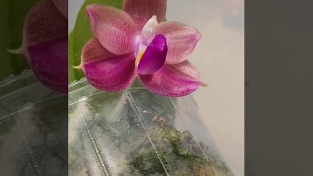 Passiflora.ru - Yungho little baby смотреть онлайн