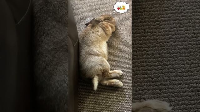Cute Sleepy Bunny Falls Asleep #shorts смотреть онлайн