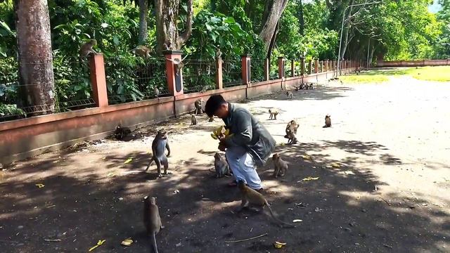 Monyet lucu||monyet liar bikin gemes@monyetlucu смотреть онлайн