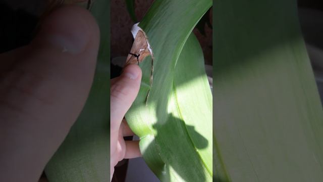 Эухарис расцвел в середине июля! Одна лапка повреждена :-( смотреть онлайн