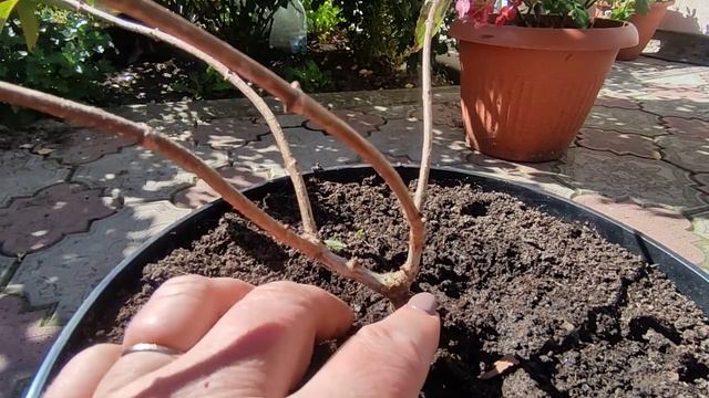 Как наросла Самарская Лидия из горшка р9??Что с листьями у гортензии ? Прошу помощи ♥️ смотреть онлайн