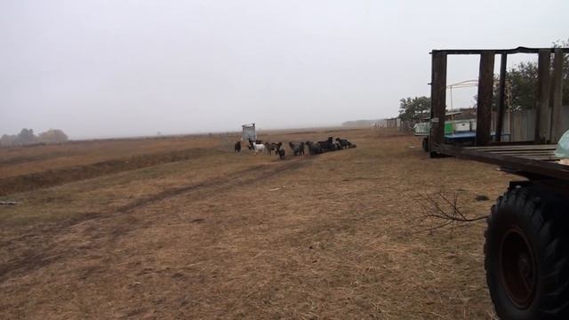 Корова отелилась!Не Поеду в город ЗАВТРА- ТОРГУЮ ЗДЕСЬ смотреть онлайн
