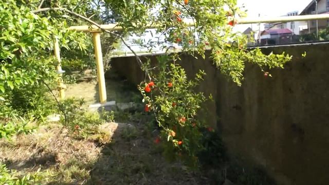 Как Цветёт Гранат...? смотреть онлайн