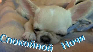 Чихуахуа. Спокойный ночи. смотреть онлайн