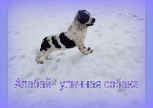 Алабай - уличная собака: переселение щенков на улицу в возрасте 32 дней.