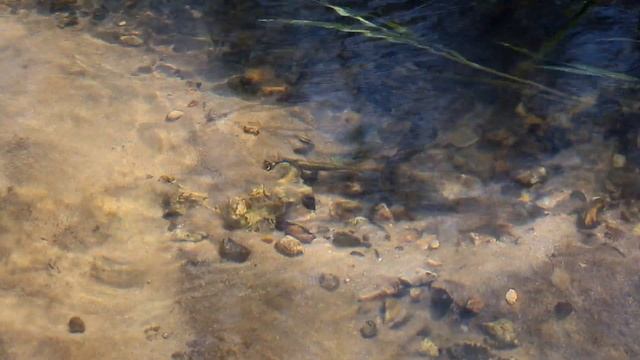 Tarło minogów strumieniowych w Białce Zdowskiej. смотреть онлайн