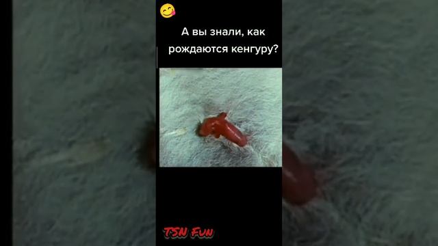 Как рождаются Кенгуру смотреть онлайн