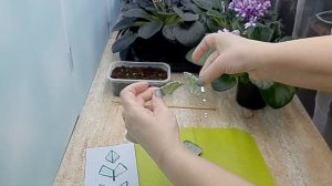 Обломился черенок у листа фиалки, как его укоренить? Видио для новичков.