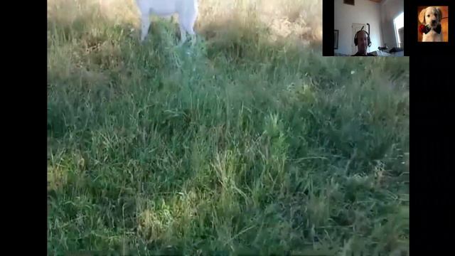 ✅+como ALIMENTAR a un ALABAI+✅como alimentar a un alabai cachorro смотреть онлайн