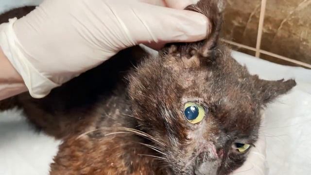 Кот гниет заживо! Спасение кота с ранами на коже! смотреть онлайн